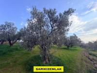 Resim13415